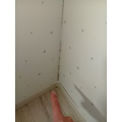 壁紙クロスカビ除去クリーニングの画像3