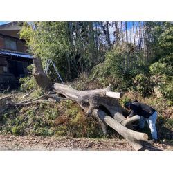 四日市市　特殊伐採の画像2