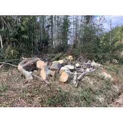 四日市市　特殊伐採の画像3