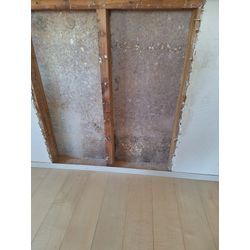 部屋に出るカビの画像2