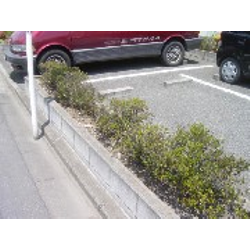 アパートの植栽植込み（管理）の下見です。の画像3