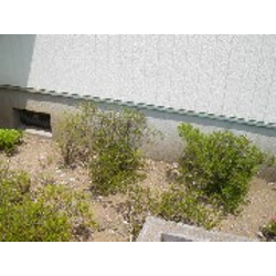 アパートの植栽植込み（管理）の下見です。の画像2