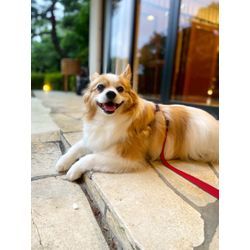 ガーデンウエディングでリングドッグの画像3