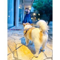 ガーデンウエディングでリングドッグの画像2