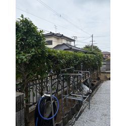庭木の剪定作業の画像2
