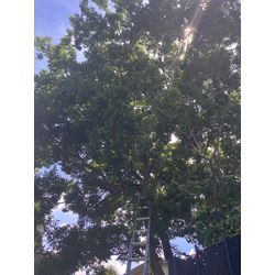 堺市　特殊伐採の画像1