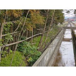 水路沿いの草木の整備の画像1