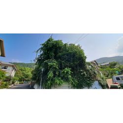 茹だる暑さに💦の画像1