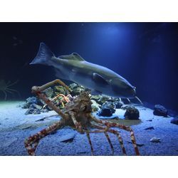 久しぶりの献血とマックでのパソコン仕事の日曜日　～シマトネリコ剪定が好きな群馬高崎の植木屋BLOG～の画像3