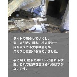 【羽アリ、何年も出てたのに大丈夫やと思ってた結果】の画像3