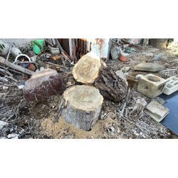 幹周り135cm切り株伐採の画像1
