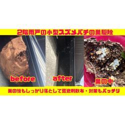 🐝◤10月中旬⚡️巨大化する蜂の巣に注意！宮城・山形・岩手・福島でハチ駆除のご相談増加中◢の画像1