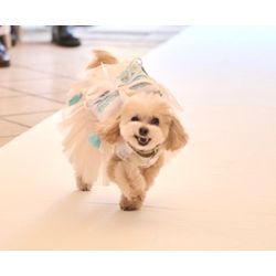 笑顔で届けるリングドッグちゃんの画像3