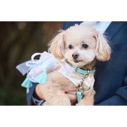 笑顔で届けるリングドッグちゃんの画像2