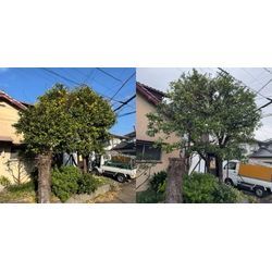 剪定依頼　2の画像2