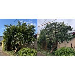 剪定依頼　2の画像1