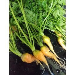 今日20度近いんですってΣ(´∀｀；)の画像1