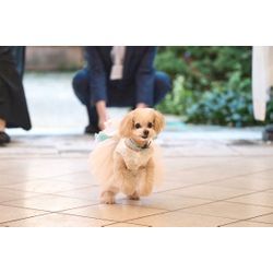 リングドッグ大成功　感動の挙式の画像3