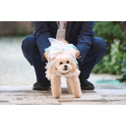 リングドッグ大成功　感動の挙式の画像2