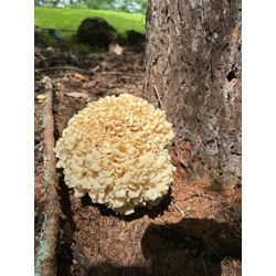 地球を支配しているのは「人類」ではなく『菌類』！？の画像2