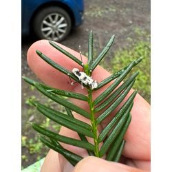 地球を支配しているのは「人類」ではなく『菌類』！？の画像1