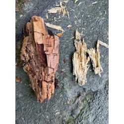 地球を支配しているのは「人類」ではなく『菌類』！？の画像3