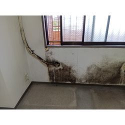 マンションやUR団地の壁紙クロスのカビ除去の画像1