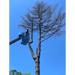 「プロのアーボリストが語る：安全と技術への飽くなき追求」の画像3