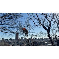 「プロのアーボリストが語る：安全と技術への飽くなき追求」の画像1