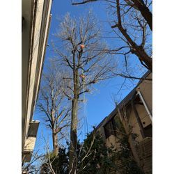 「プロのアーボリストが語る：安全と技術への飽くなき追求」の画像2