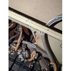 神奈川ネズミ駆除の画像1