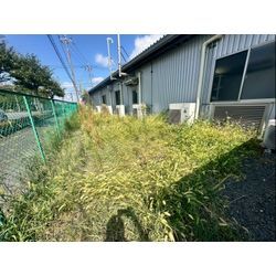 工場内の除草作業をさせて頂きました！の画像1