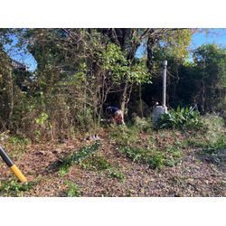 碧南市伐採廃棄の画像3