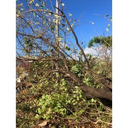 碧南市伐採廃棄の画像2