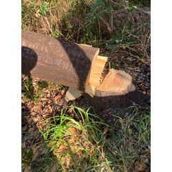 碧南市伐採廃棄の画像1