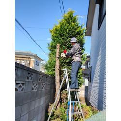今日は太田市で伐採作業　〜空き家のお庭のお手入れが多い！群馬高崎の植木屋ブログ〜の画像2