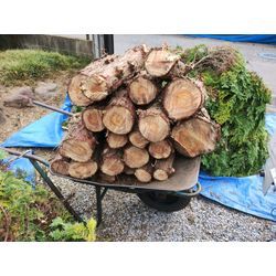 今日は太田市で伐採作業　〜空き家のお庭のお手入れが多い！群馬高崎の植木屋ブログ〜の画像1