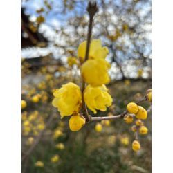 立春、氣を整える一日🌼の画像1