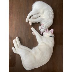 【職人紹介】業歴32年｜女性スタッフ連携＆ペット配慮の外壁塗装・雨漏り対応の画像1