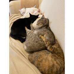 【職人紹介】業歴32年｜女性スタッフ連携＆ペット配慮の外壁塗装・雨漏り対応の画像2