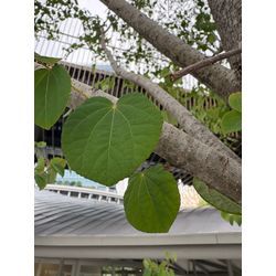 7月になりました。→暑い時はの画像2