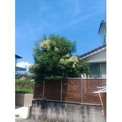 東海市　剪定の画像1