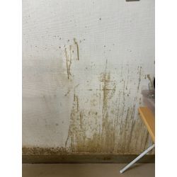 カビやシミの画像1