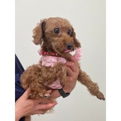 エアコン修理と、かわいい出会いの画像1