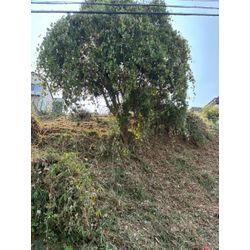 法面草刈りとネズミモチノ強剪定の画像2