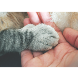 年末年始も無休でお世話いたします🐾の画像1