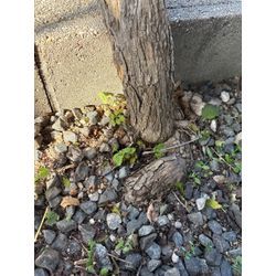 伐採しました　ノウゼンカズラの画像2