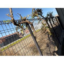 伐採しました　ノウゼンカズラの画像1