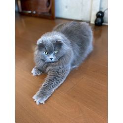 もふもふで可愛い猫ちゃんの画像2