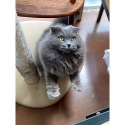 もふもふで可愛い猫ちゃんの画像3